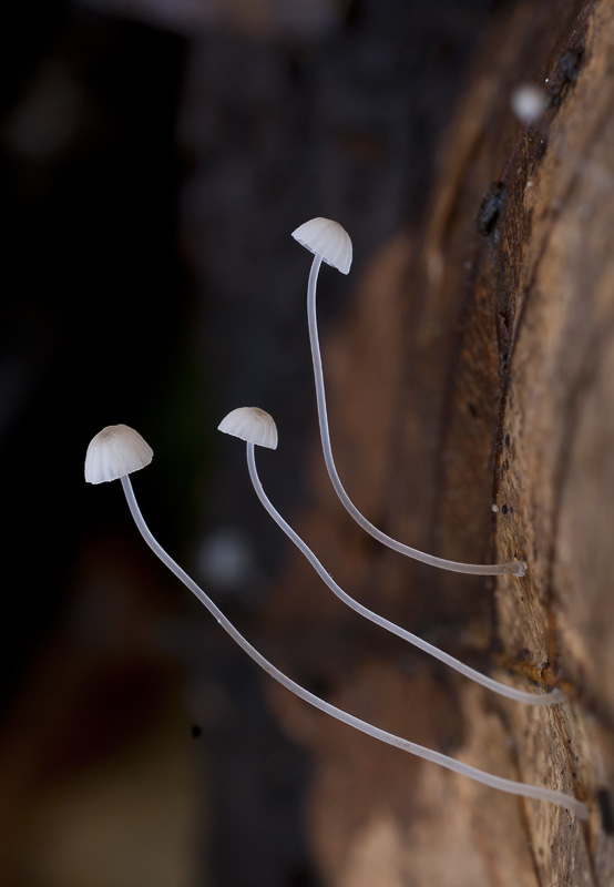 Mycena capillaris